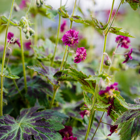 Géraniums vivaces - Géranium vivace Samobor - Geranium phaeum samobor