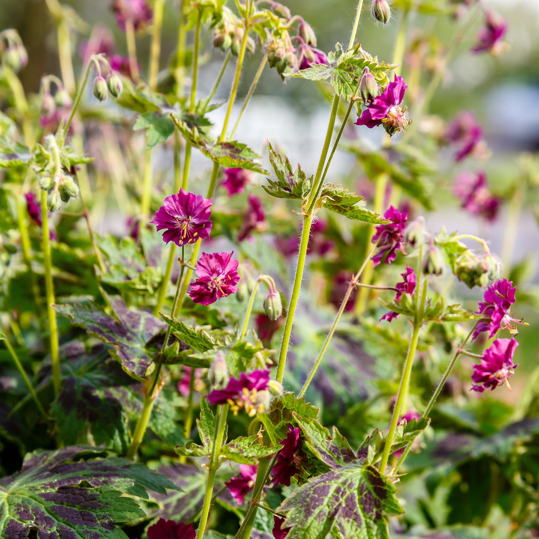 Vente Géranium vivace Samobor - Geranium phaeum samobor
