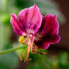 Géranium vivace Samobor - Geranium phaeum samobor - Willemse