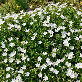 Geranium sanguineum Album - Géranium vivace Album - Géraniums vivaces