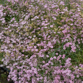 Gypsophile rampant Rosea - Gypsophila repens Rosea - Willemse