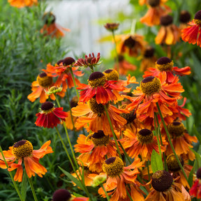 Hélénie Moerheim Beauty - Helenium Moerheim Beauty - Willemse