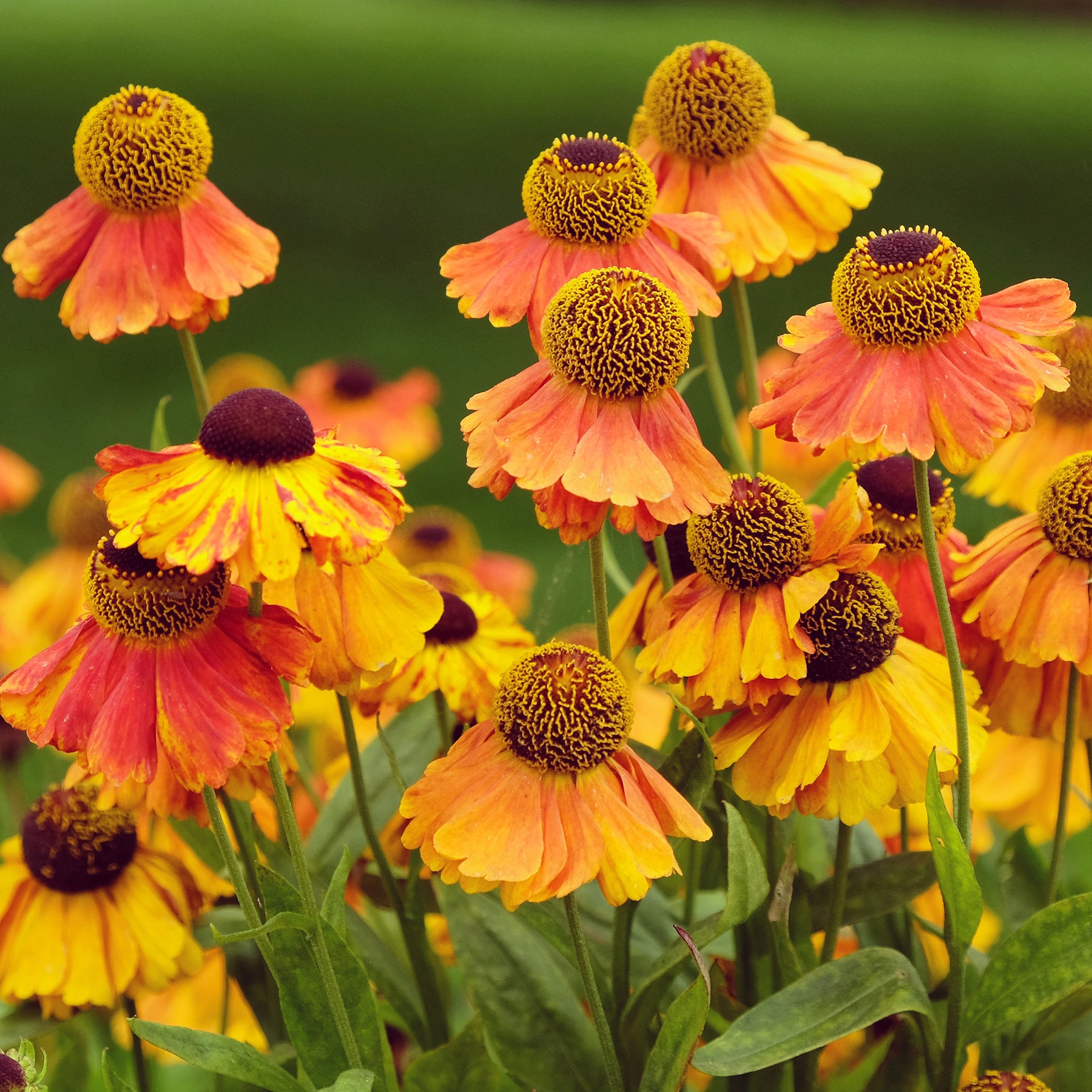 Hélénie - Hélénie Sahin's Early Flowerer - Helenium Sahin's Early Flowered