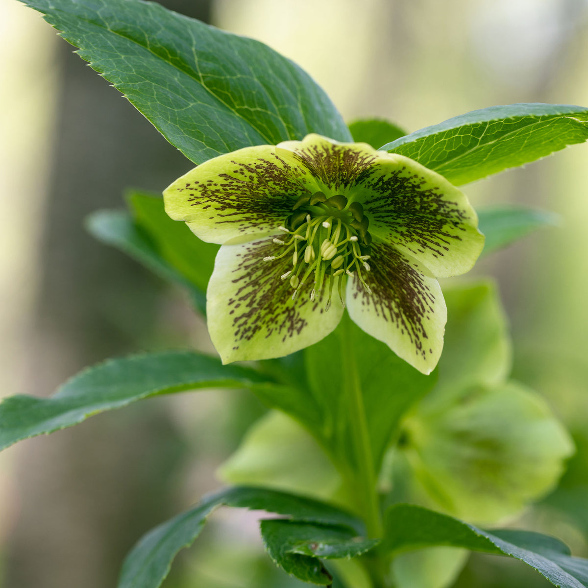 Hellébore d'Orient vert-moucheté - Willemse