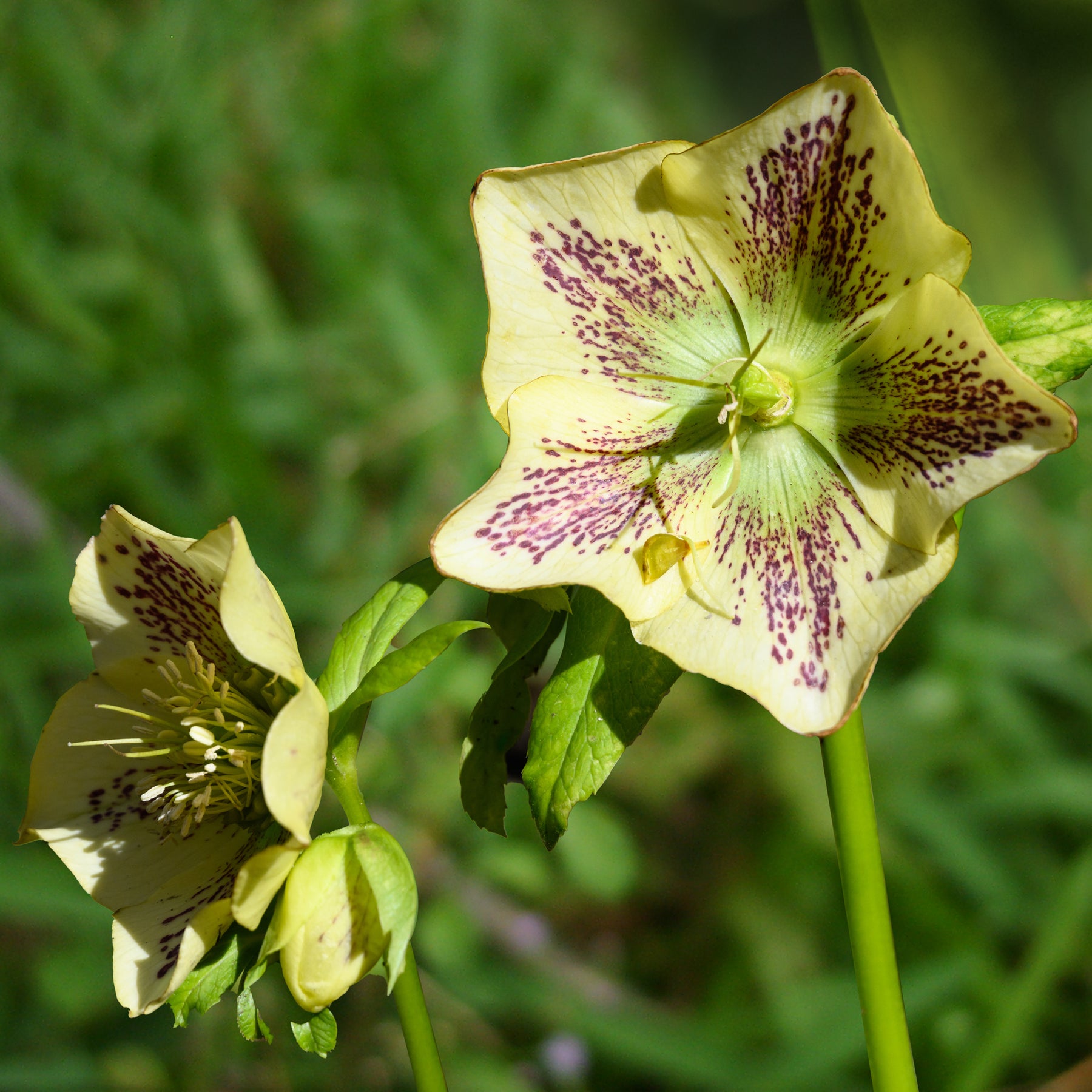 Helleborus orientalis Green Spotted - Hellébore d'Orient vert-moucheté - Hellébores