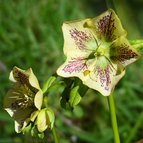 Helleborus orientalis Green Spotted - Hellébore d'Orient vert-moucheté - Hellébores