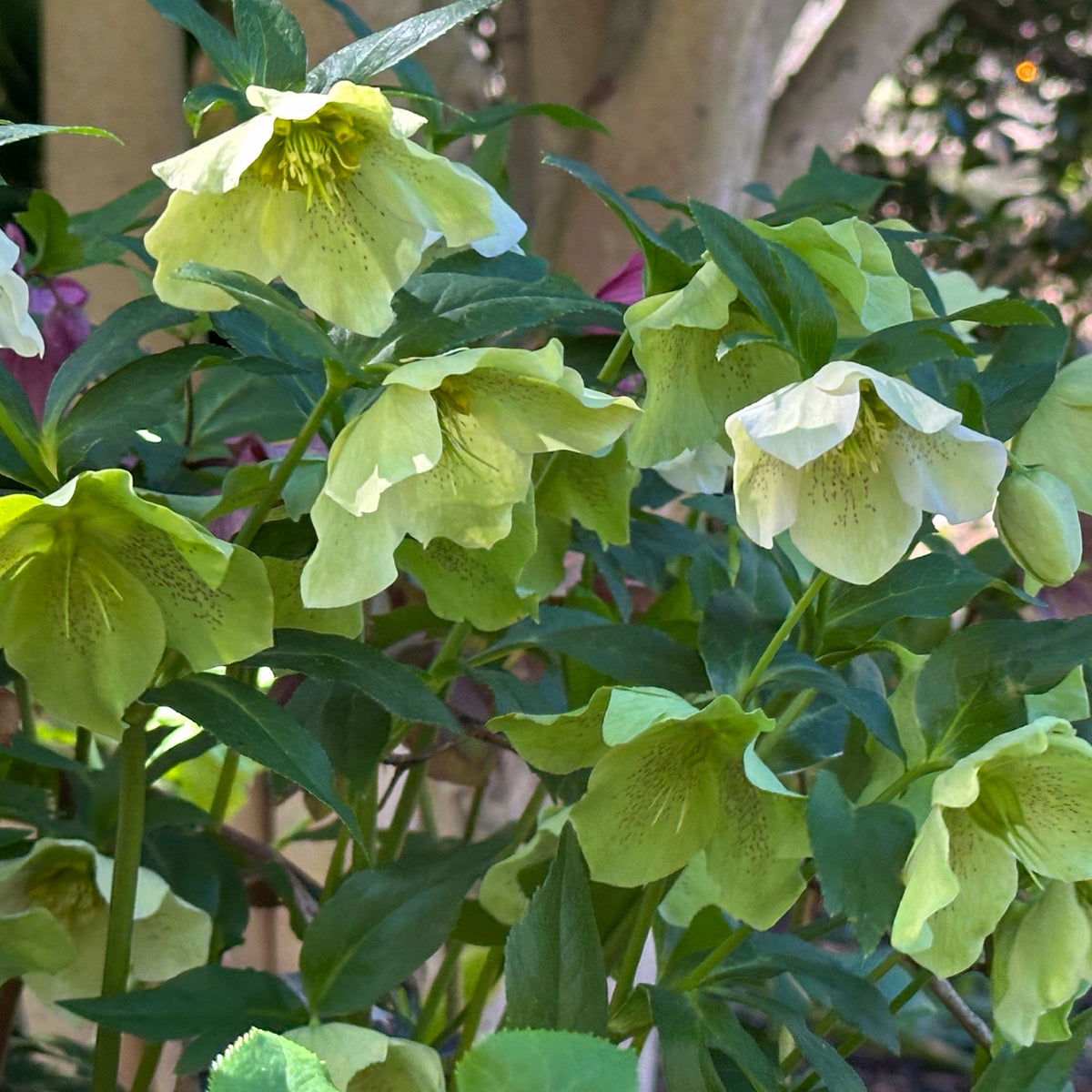 Hellébore d'Orient vert-moucheté - Helleborus orientalis Green Spotted - Willemse