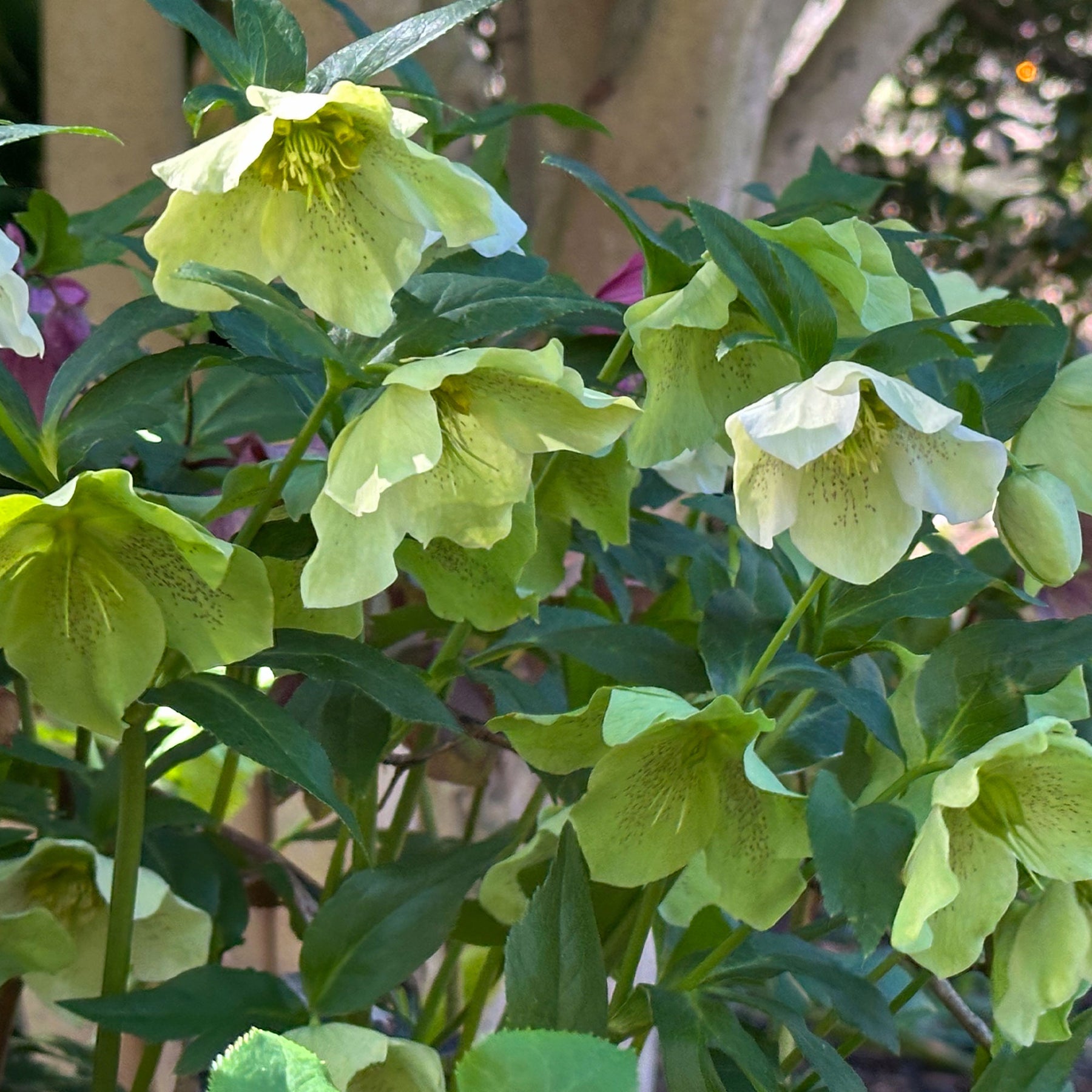 Hellébore d'Orient vert-moucheté - Helleborus orientalis Green Spotted - Willemse