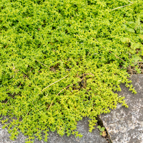 Herniaria glabra - Herniaire glabre Turquette - Vivaces couvre-sol