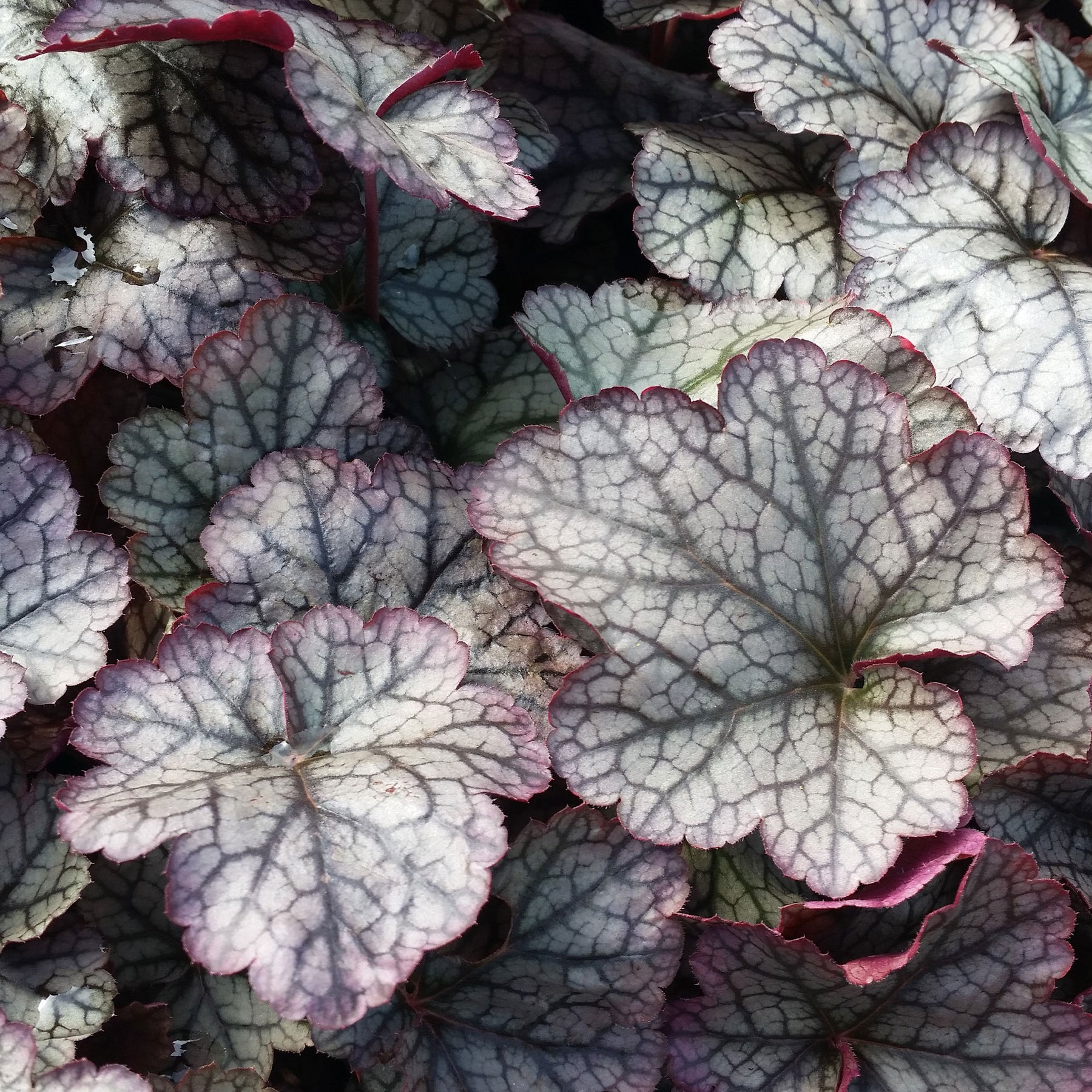 Heuchère Silver Scrolls - Heuchera Silver Scrolls - Willemse