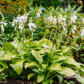 Hosta Royal Standard - Willemse