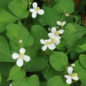 Houttuynia cordata - Poivrier de Chine - Houttuynia - Poivrier de Chine