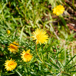 Aunée à feuille en épée - Inula ensifolia - Willemse