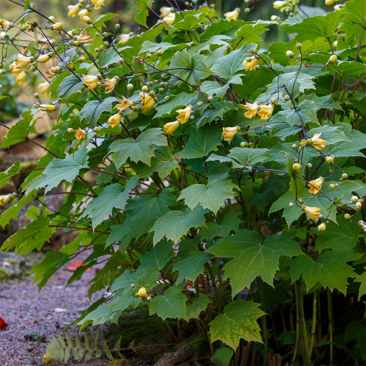 Fleur de cire - Willemse