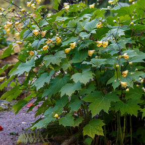 Fleur de cire - Willemse