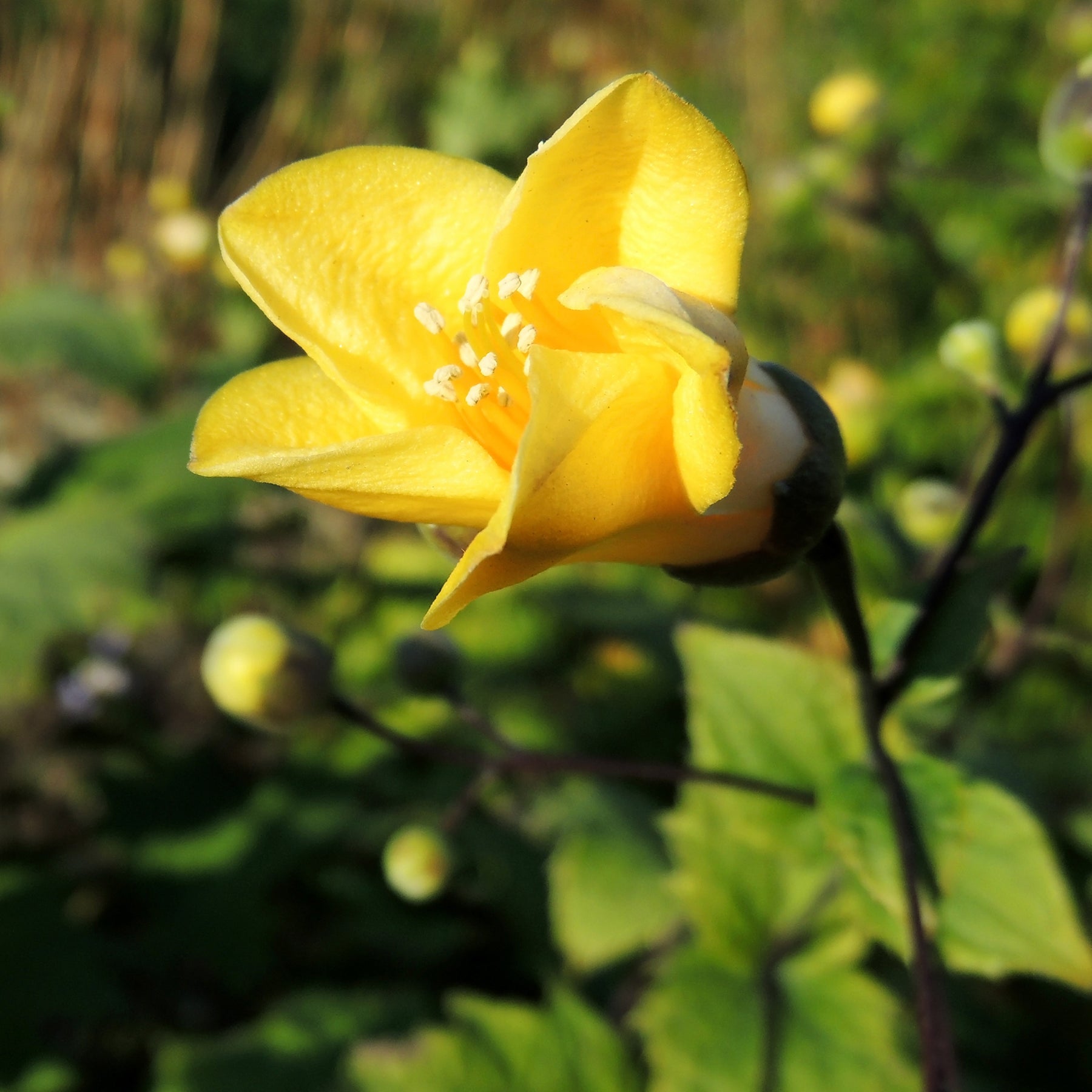Un jardin en sous-bois old - Fleur de cire - Kirengeshoma palmata