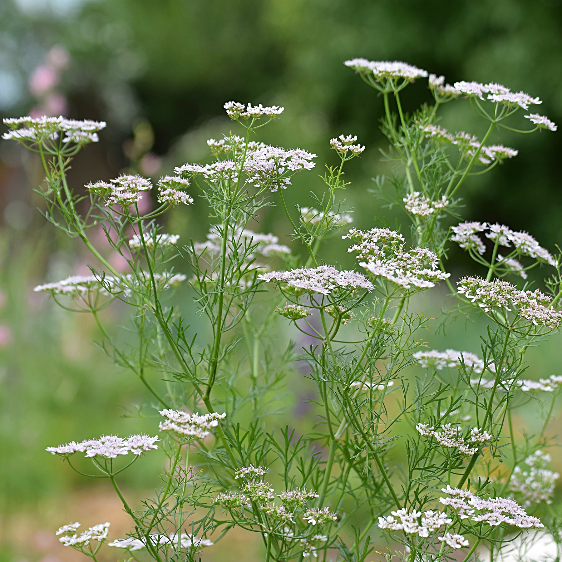 Carum carvi - Cumin des prés Carvi - Plantes vivaces aromatiques