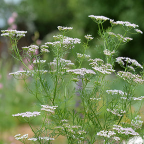 Carum carvi - Cumin des prés Carvi - Plantes vivaces aromatiques