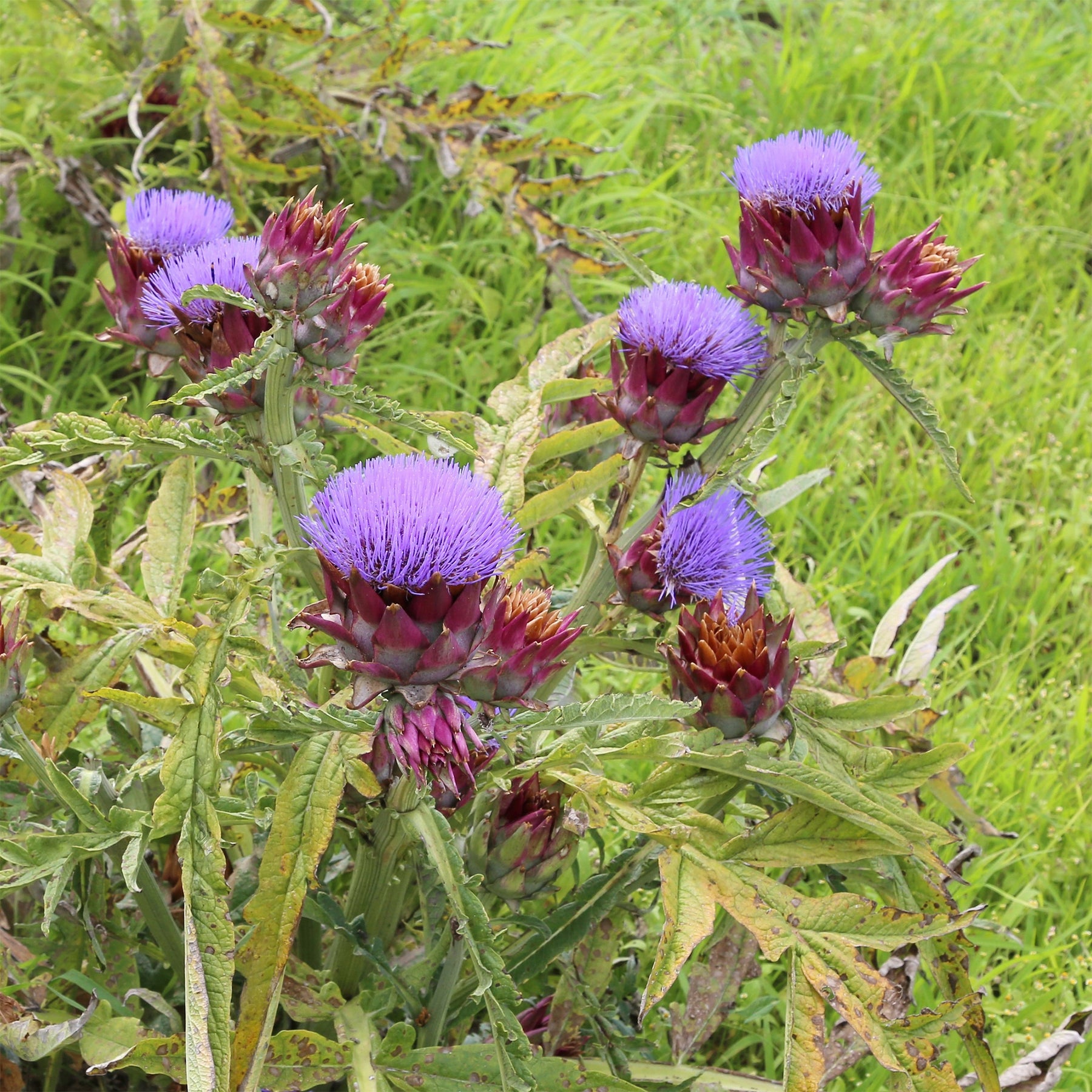 Vente Artichaut - Cynara scolymus