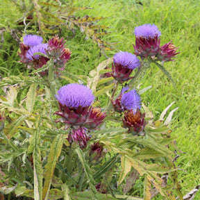 Vente Artichaut - Cynara scolymus