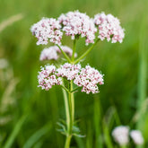 Valériane officinale - Willemse