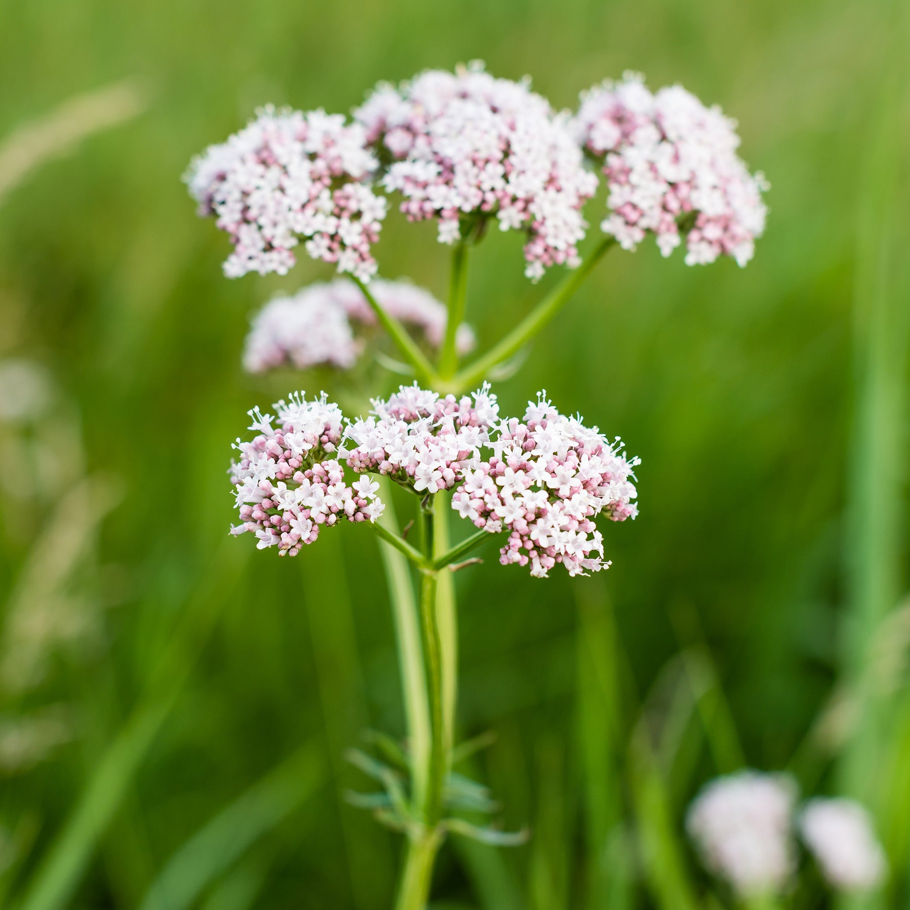 Valériane officinale - Willemse