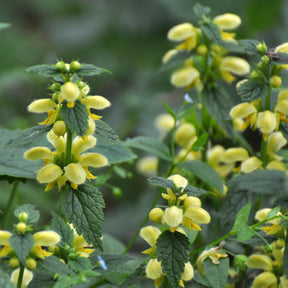 Lamiastrum galeobdolon Florentinum - Lamier doré Florentinum - Lamier