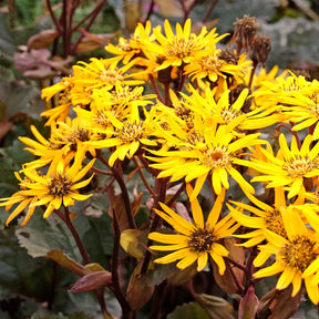 Ligularia dentata britt-marie crawford - Ligulaire à feuilles dentées Britt Marie Crawford - Ligulaire