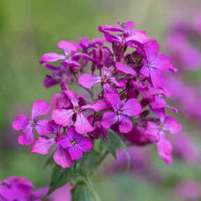 Vente Monnaie du pape - Lunaria annua
