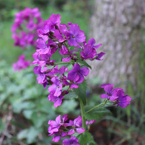 Fleurs vivaces - Monnaie du pape - Lunaria annua