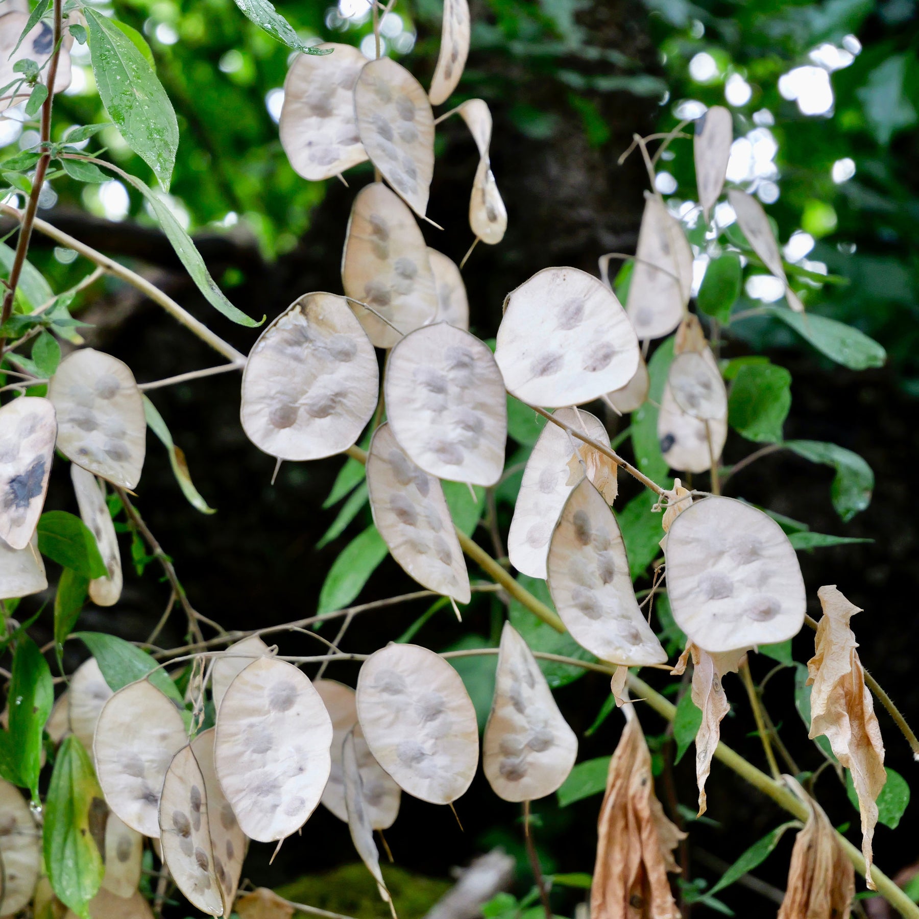 Monnaie du pape - Lunaria annua - Willemse