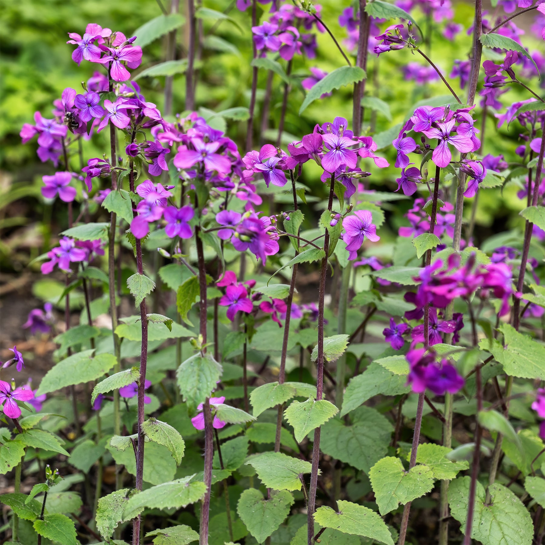 Lunaria annua - Monnaie du pape - Fleurs vivaces