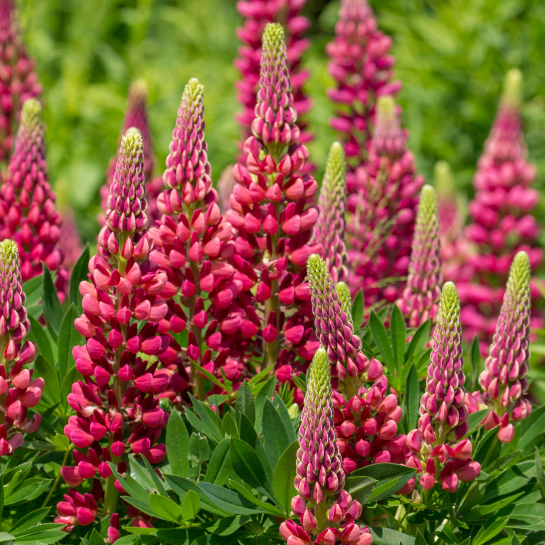 Lupinus Gallery Red - Lupin Gallery Red - Lupin