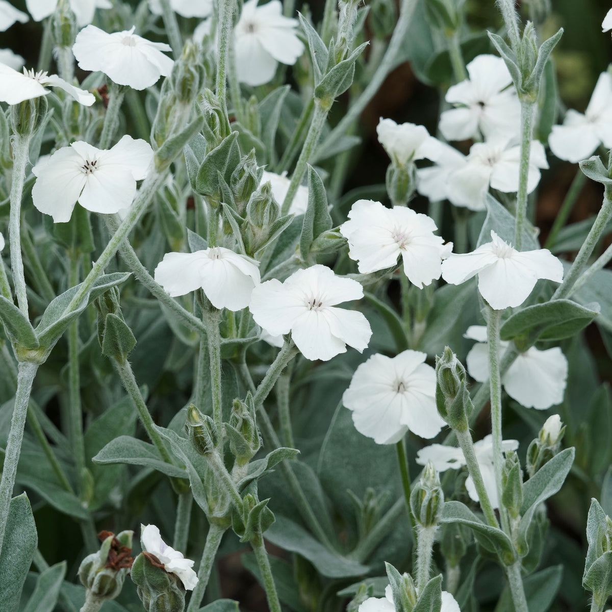 Coquelourde des jardins blanches - Willemse