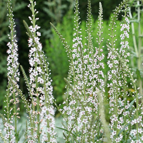 Lysimaque ephémère - Lysimachia ephemerum - Willemse