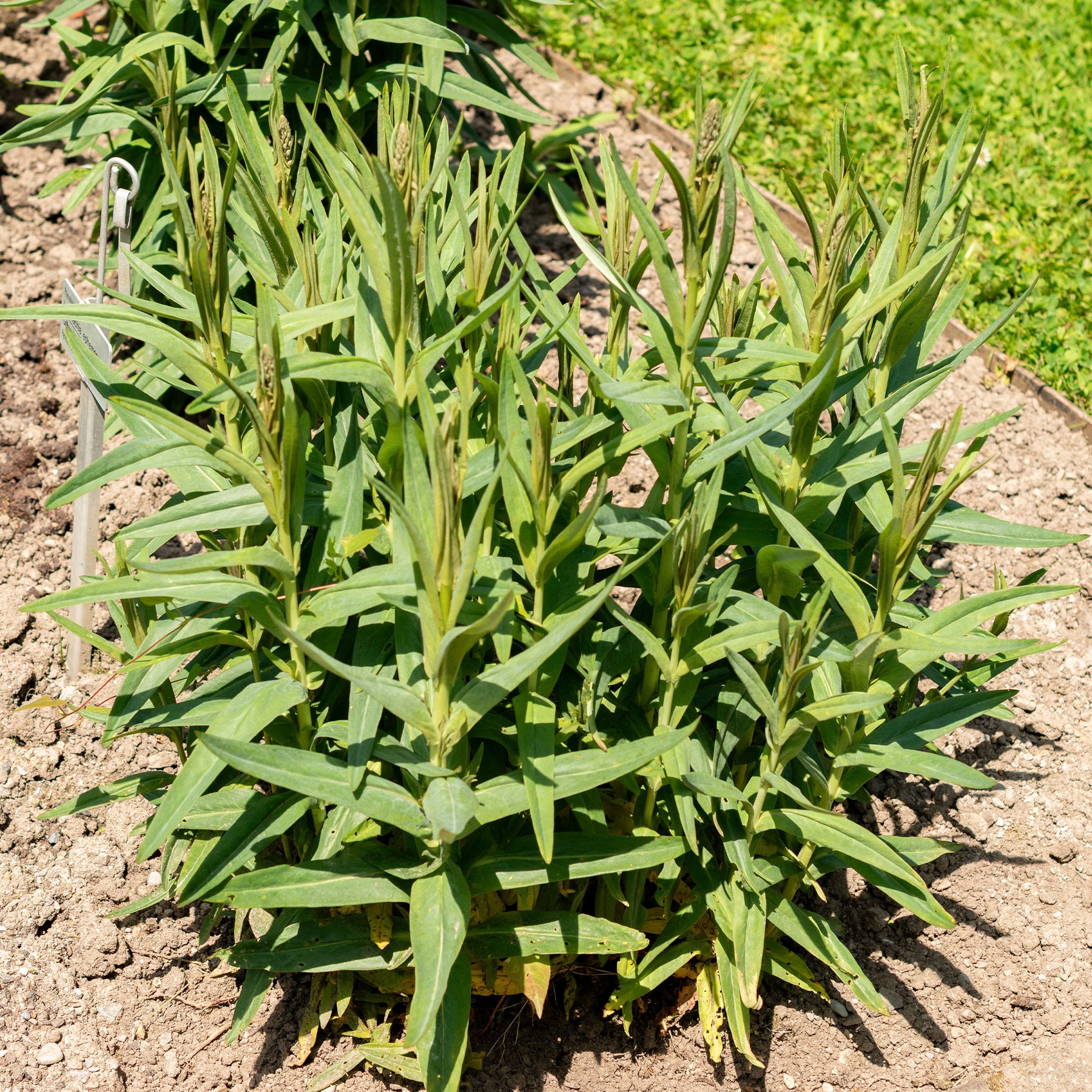 Lysimachia ephemerum - Lysimaque ephémère - Lysimaque