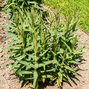 Lysimachia ephemerum - Lysimaque ephémère - Lysimaque