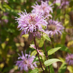 Monarde bradburiana Bergamote sauvage - Willemse