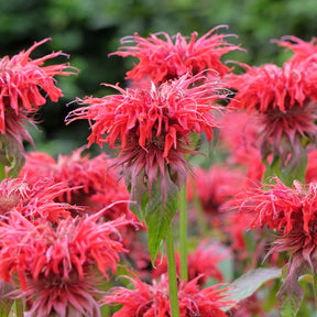 Monarde Cambridge Scarlet