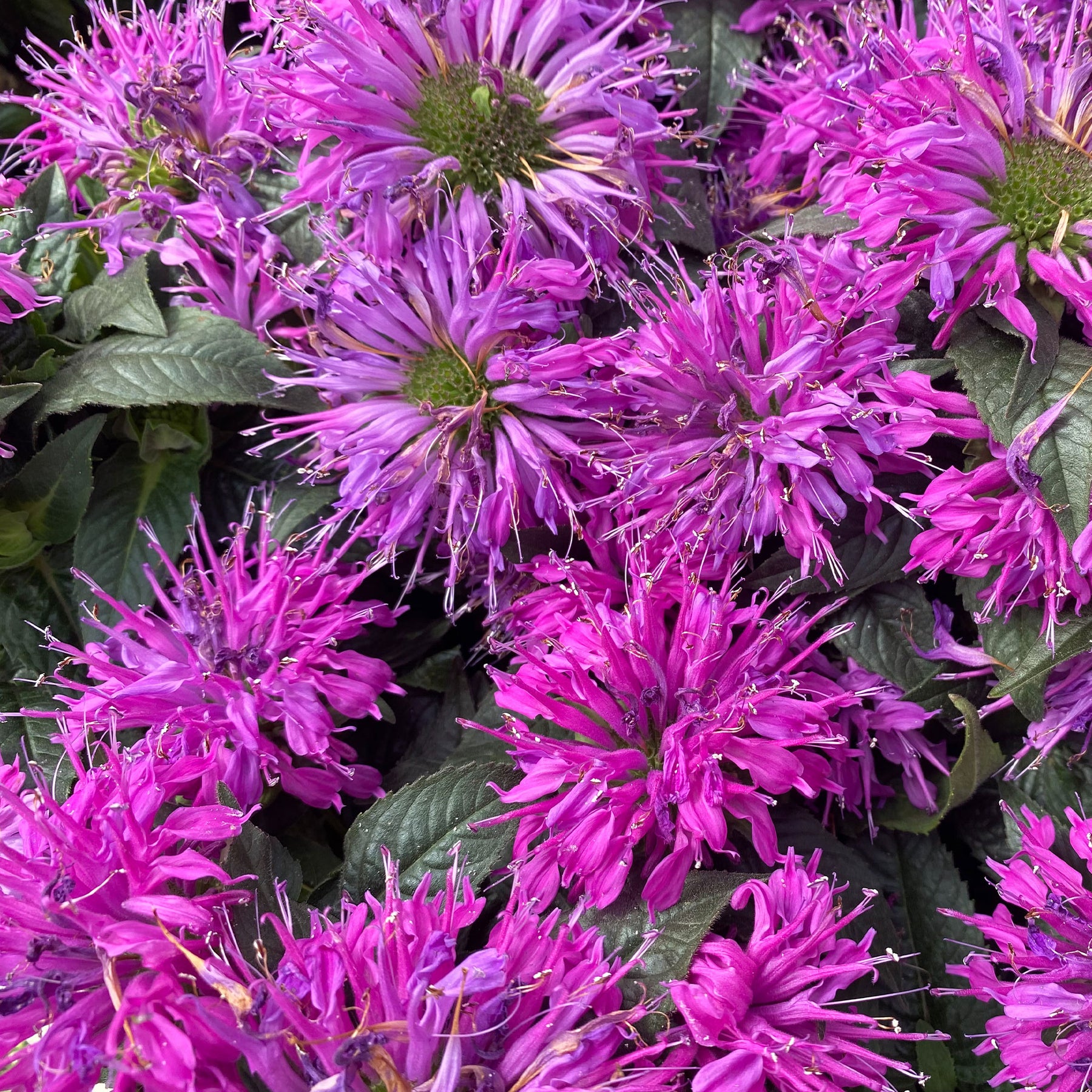 Monarde Purple Lace - Willemse