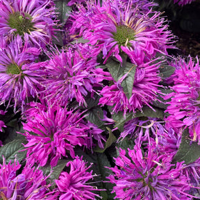Monarde Purple Lace - Monarda fistulosa Purple Lace - Willemse