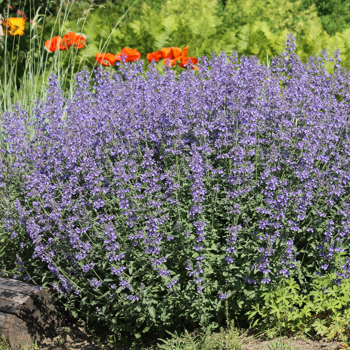 Nepeta - Chataires - Willemse