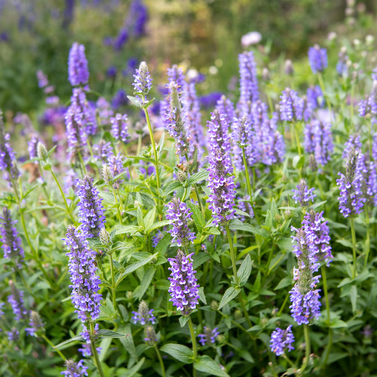 Nepeta nervurée - Willemse