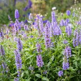 Nepeta nervurée - Willemse