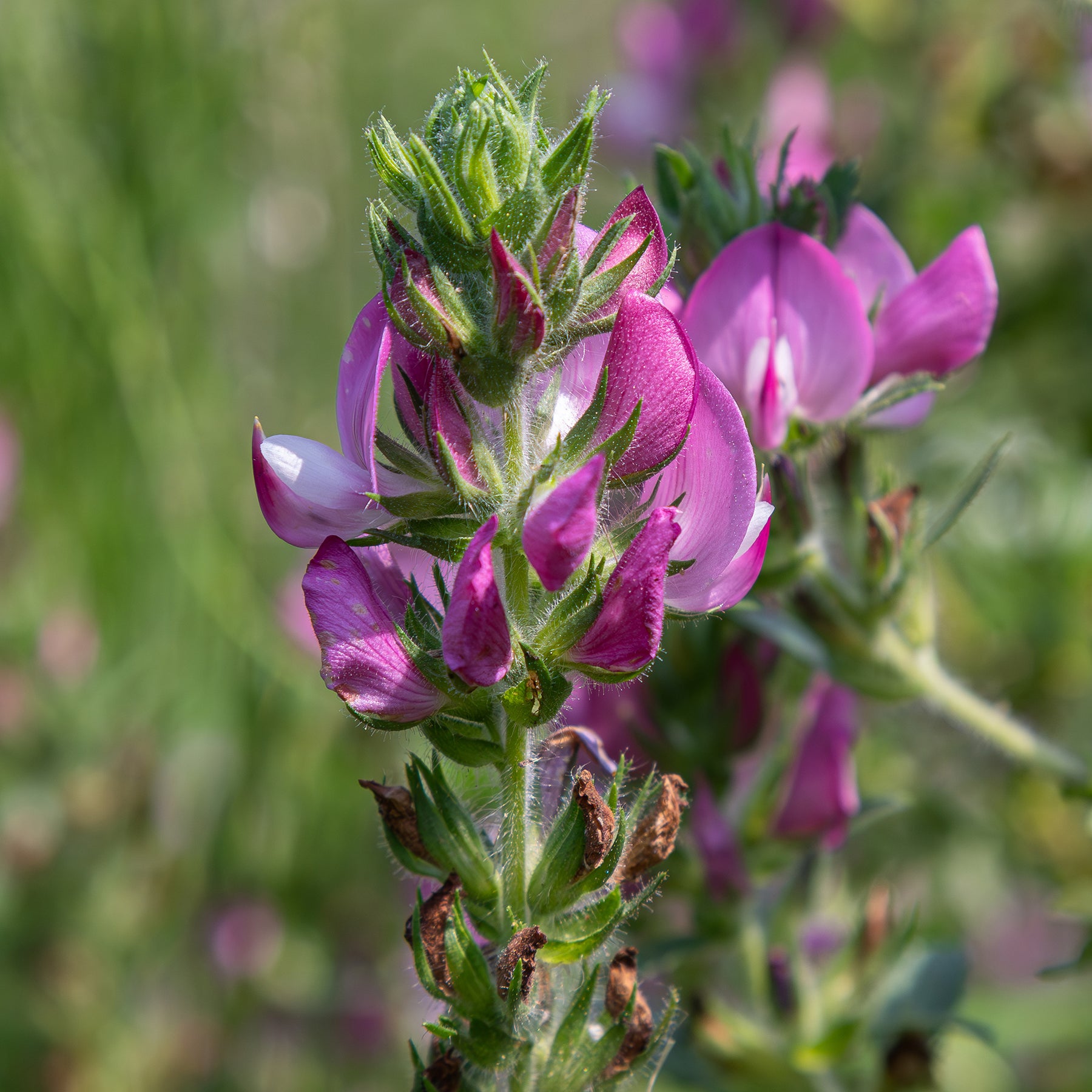Fleurs vivaces - Bugrane épineuse - Ononis spinosa