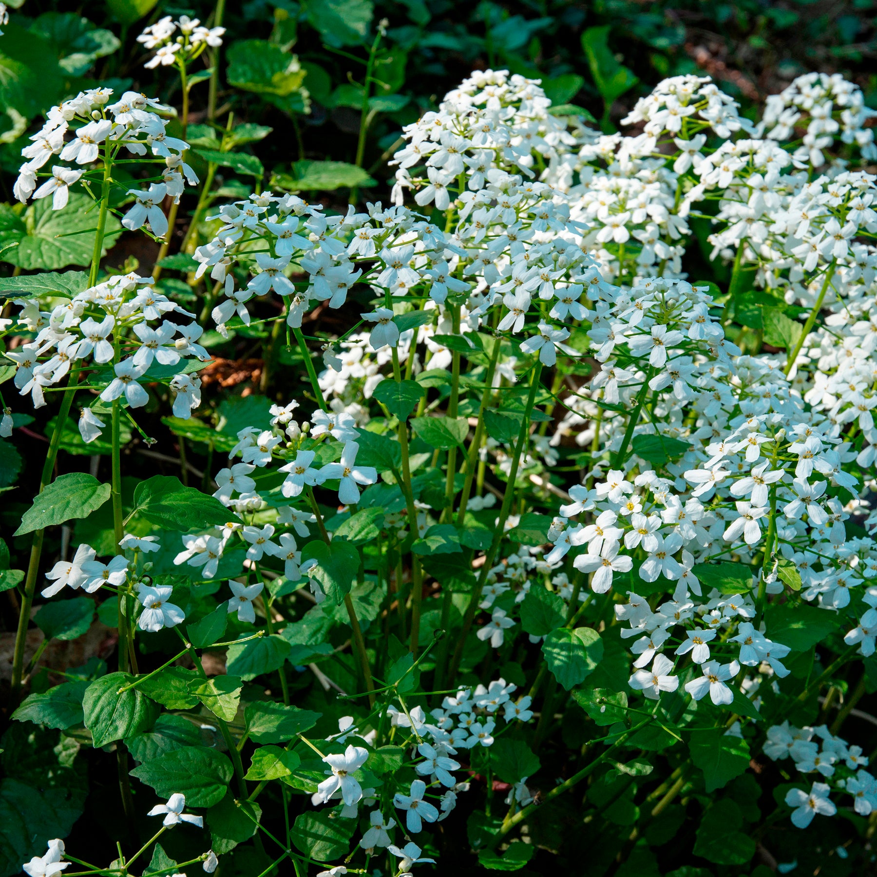 Pachyphragma macrophyllum - Pachyphragma macrophyllum - Willemse
