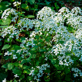 Pachyphragma macrophyllum - Pachyphragma macrophyllum - Willemse