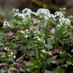 Vente Pachyphragma macrophyllum - Pachyphragma macrophyllum