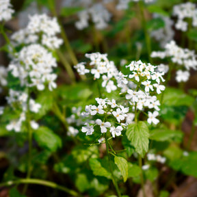 Vente Pachyphragma macrophyllum