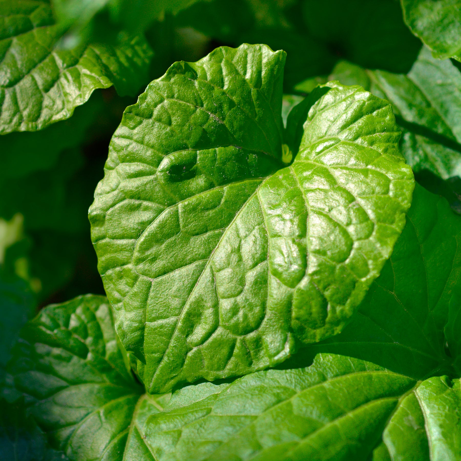 Vente Un jardin en sous-bois old - Pachyphragma macrophyllum